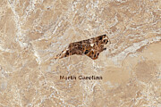 North Carolina Marble Digital Art by Elisabeth Lucas