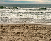North Myrtle Beach SC 001 Photograph by Flees Photos