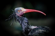 Northern Bald Ibis Photograph by Deb Beausoleil