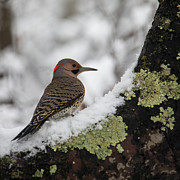 Northern Flicker on Snowy Branch Photograph by Charles Floyd Northern Flicker on Snowy Branch Photograph by Charles Floyd