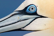 Northern Gannet Face Photograph by Jasper Doest
