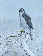 Northern Goshawk Painting by Barry Kent MacKay