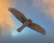 Northern Harrier Photograph by Joe Fisher