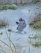 Northern Harrier, Northern marshland Painting by Barry Kent MacKay Northern Harrier, Northern marshland Painting by Barry Kent MacKay