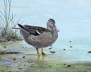 Northern Shoveler Female Painting by Barry Kent MacKay