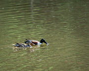 Northern Shoveler Pair Swimming Photograph by Ed Peterson Northern Shoveler Pair Swimming Photograph by Ed Peterson
