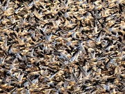 Nothing But Snow Geese #6018 Photograph by Dan Beauvais