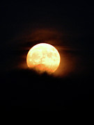 November Moon Photograph by Susie Loechler