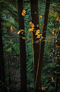 November Woods Photograph by Lynn Wohlers