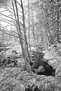 Nr Jeffers Falls Photograph by Alan Norsworthy