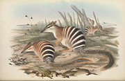 Numbat, Myrmecobius fasciatus Drawing by John Gould