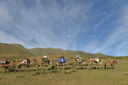 Nuudel Photograph by Bat-Erdene Baasansuren