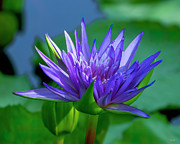 Nymphaea Water Lily DTHN0317 Photograph by Gerry Gantt
