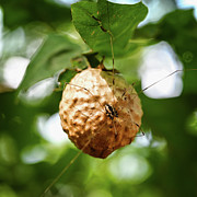 Oak Apple with Spider Photograph by Steven Nelson