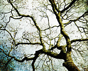 Oak in Winter Photograph by Lupen Grainne
