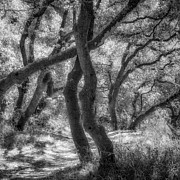 Oaks, Golden Gate Park Photograph by Donald Kinney