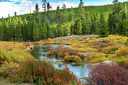 Obsidian Creek Yellowstone Photograph by Cory Milligan
