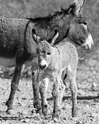 Off to Explore Photograph by Mary Hone