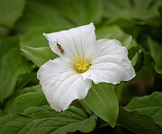 Ohio Blooming Trillium Photograph by Dan Sproul