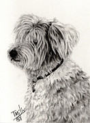 Old English Sheepdog 2 Drawing by Terri Mills