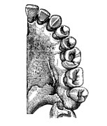 Old engraved illustration of human jaw with teeth Photograph by Mikroman6
