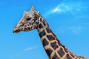 Old Giraffe Photograph by Al Judge