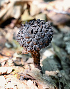 Old Man of the Woods Photograph by Steven Nelson