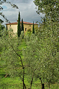 Olive Grove Villa Photograph by Jill Love