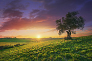 Olive tree at sunset in Maremma, Tuscany Photograph by Stefano Orazzini