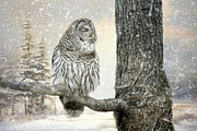 Ollie In Winter Photograph by Jai Johnson