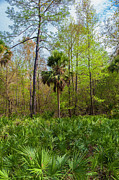 On a Florida Hike - 2 Photograph by W Chris Fooshee