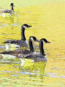 On Golden Pond Photograph by Mafalda Cento