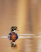 On golden pond Photograph by Rudy Viereckl