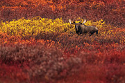 On the Tundra Photograph by Chad Dutson