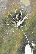 One Dandelion Seed Abstract Botanical Watercolor Painting  Mixed Media by Shelli Fitzpatrick