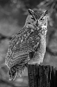 One Eyed Owl Black and White Photograph by Steve Templeton One Eyed Owl Black and White Photograph by Steve Templeton