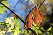 Out on a Limb Photograph by Granny B Photography