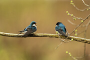 One tree swallow giving the other bird a talking to Photograph by Dan Friend One tree swallow giving the other bird a talking to Photograph by Dan Friend