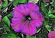 One Wild Petunia Digital Art by Vallee Johnson