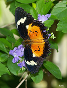 Open Butterfly Painting by Vallee Johnson