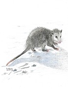 Opossum Drawing by Kenneth Stock