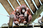 Orang LP 9A Photograph by Sally Fuller