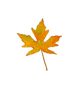 Orange and Gold Maple Leaf Painting by Lisa Neuman