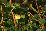 Orange Crowned warbler, Photograph by Brook Burling