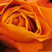 Orange Crush Photograph by Andrea Whitaker