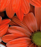 Orange Gerberas Photograph by Bonnie Bruno