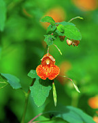 Orange Jewelweed DFL1272 Photograph by Gerry Gantt