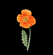 Orange Poppy Flower With Leaf Watercolor  Painting by Irina Sztukowski