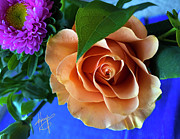 Orange Rose Photograph by DC Langer Orange Rose Photograph by DC Langer