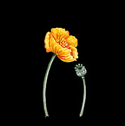 Orange Yellow Poppy Flower With Seed Pod Watercolor  Painting by Irina Sztukowski